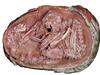 Dinosaur Embryo Found: படிமமாக்கப்பட்ட முட்டையில் டைனோசர் கரு... அரிய கண்டுபிடிப்பு!