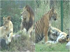 UP: लखनऊ के चिड़ियाघर में ठंड से कांपे जानवर, राहत दिलाने के लिए लगाए गए हीटर और पहनाए गए गर्म कपड़े