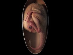 Perfectly Preserved Embryo Establishing Link Between Birds & Dinosaurs Discovered In China