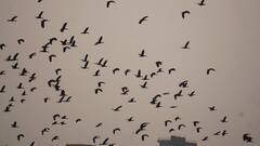 Santragachi Migratory Birds: সাঁতরাগাছি ঝিলে এবারও পরিযায়ী পাখির সংখ্যা কম, উদ্বিগ্ন পরিবেশপ্রেমীরা