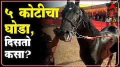 सारंगखेडा घोडेबाजार, रावण घोड्याला 5 कोटीचा भाव : Sarangkheda Horse Fair 2021