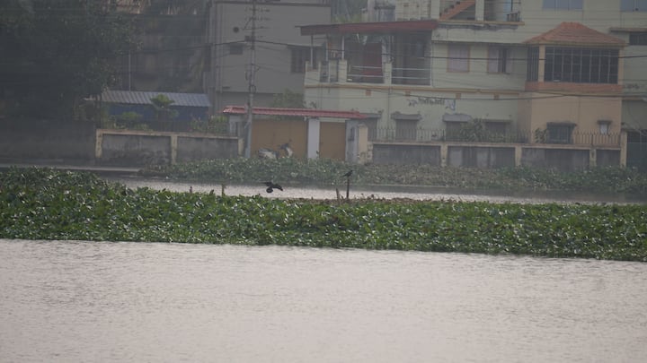 সাঁতরাগাছি ঝিলের পাশেই স্টেশন। সারাদিন ট্রেনের হর্নের কারণেও পাখির সংখ্যা কমে যেতে পারে বলে জানিয়েছেন স্থানীয় পক্ষীপ্রেমীরা। তাঁরা একাধিকবার এ বিষয়ে রেলের কাছে অনুরোধ জানিয়েছেন, কিন্তু ঝিলের কাছে ট্রেনের হর্ন বন্ধ হয়নি।