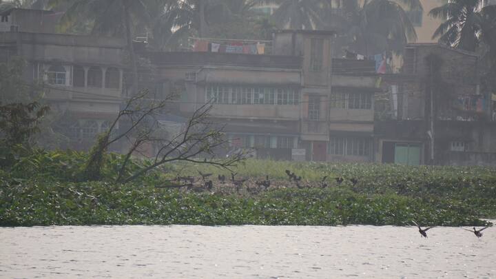 শীতে হাওড়ার অন্যতম আকর্ষণ সাঁতরাগাছি ঝিল। পর্যটনেরও সম্ভাবনা ছিল এই ঝিলকে ঘিরে। কিন্তু এই ঝিল আস্তে আস্তে নষ্ট হয়ে যাচ্ছে।