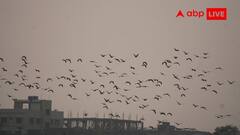Santragachi Migratory Birds: সাঁতরাগাছি ঝিলে এবারও পরিযায়ী পাখির সংখ্যা কম, উদ্বিগ্ন পরিবেশপ্রেমীরা