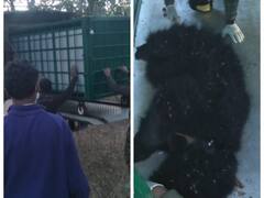 Anuppur News: शिकारियों के जाल में बुरी तरह फंसकर तड़प रहा था भालू, फिर पहुंच गई वन विभाग की टीम