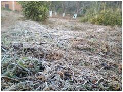 Chhattisgarh Weather: बहुत ज्यादा ठंड से नहीं मिलने वाली निजात, मौसम विभाग ने लोगों को दी ये सलाह