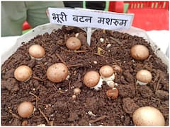 देश में पहली बार 25 डिग्री तापमान पर उगने वाली मशरूम तैयार, कम लागत पर ऐसे कमाएं हजारों रुपये