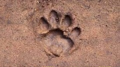 Kultoli: কুলতলির গোপালগঞ্জে বাঘের পায়ের ছাপ! সতর্ক থাকতে প্রচার পুলিশ-প্রশাসনের| Bangla News