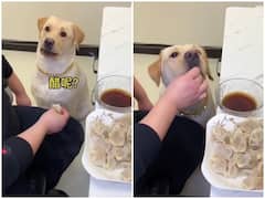 Watch: कुत्ते ने मांगा मोमोज, चटनी के बिना देने पर जो किया वो हैरान कर देगा