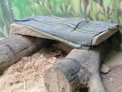 Indore News: जानवरों को ठंड से बचाने के लिए किए गए ये खास इंतजाम, सांपों को दे दिया गया कंबल