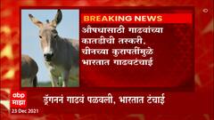 China : चीन पळवतंय भारतातली गाढवं, गेल्या 9 वर्षांत देशातील गाढवांची संख्या 61.23 टक्क्यांनी कमी