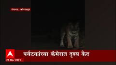 Kolhapur Tiger : कोल्हापूरच्या चंदगड-तिलारी काँझर्व्हेशन भागात पर्यटकांना वाघाचे दर्शन