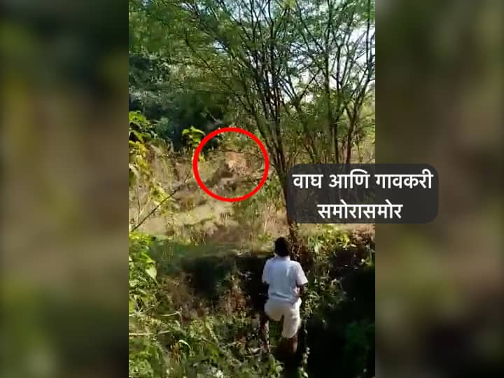 Chandrapur Tigers and villagers face off in Bhatali village of Chandrapur चंद्रपूरच्या भटाळी गावात वाघ आणि गावकरी आमनेसामने, थरार कॅमेऱ्यात कैद