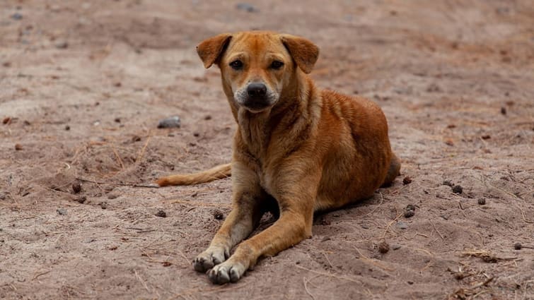 Get to know symptoms of parvo virus, know in details Pavro Virus: কুকুরের জন্য মারাত্মক পার্ভো ভাইরাস, কী এর লক্ষণ?