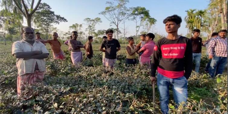 Jalpaiguri: Leopard panic in Jalpaiguri villagers are in terror Jalpaiguri: জলপাইগুড়িতে চিতাবাঘের দাপট, আতঙ্কে গ্রামবাসীরা