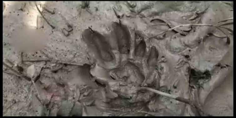 South 24 Paraganas: footprint of tiger found at a village in Kultali, forest officials, police examines South 24 Paraganas News:  এ কার পায়ের ছাপ! ঢুকেছে ডোরাকাটা! আতঙ্কে কাঁপছে কুলতলির গ্রাম