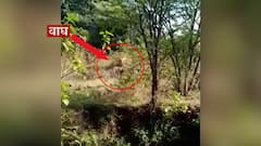 Chandrapur :वाघ आणि गावकरी एकमेकांसमोर आल्याची आणि वाघाची आक्रमकता पाहून गावकऱ्यांनी घेतली माघार