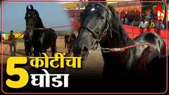 Nandurbar :अश्व प्रदर्शनात रावणाची चर्चा,रावण विकण्यास मालकाचा नकार :ABP Majha