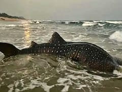 Whale Shark: విశాఖ జిల్లాలో వలకు చిక్కిన అరుదైన వేల్ షార్క్... అతికష్టం మీద సముద్రంలో విడుదల చేసిన అటవీ శాఖ సిబ్బంది