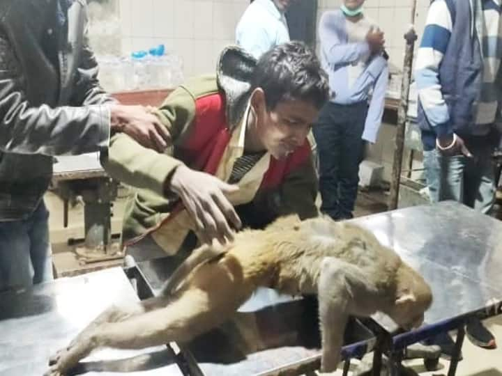 Arrah News: Monkey injured due to Current, Treatment done in Sadar Hospital ann Arrah News: बंदर को तड़पता देख जागी इंसानियत, इलाज कराते समय सीने से लगाकर रोने लगा युवक, 'तू नहीं बचा तो मर जाऊंगा'