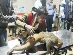 Arrah News: बंदर को तड़पता देख जागी इंसानियत, इलाज कराते समय सीने से लगाकर रोने लगा युवक, 'तू नहीं बचा तो मर जाऊंगा'