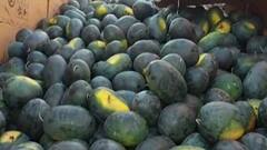 Ahmednagar : कलिंगड उत्पादनातून आर्थिक उन्नती,20 लाख 80 हजारांचा नफा : ABP Majha