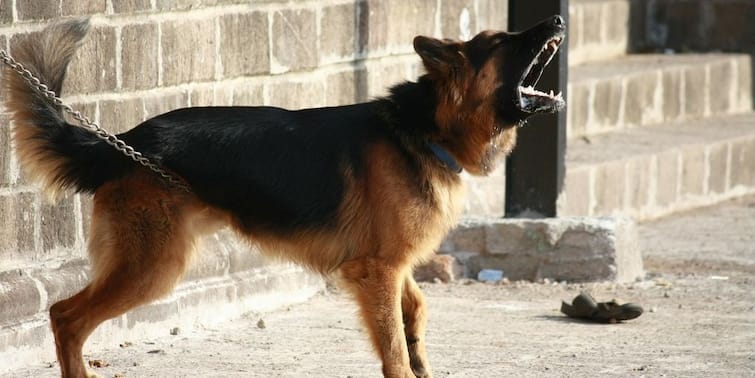 Pune Dog conflict in front of the police at the police station Pune : कुत्र्यावरुन शेजाऱ्यांमध्ये हाणामारी, वाद पोलीस ठाण्यात अन् तरुणीचा पोलिसांसमोरच गोंधळ