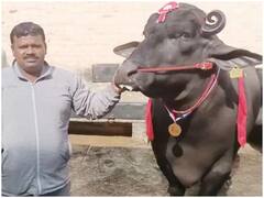 Trending News: 11 करोड़ की कीमत वाले इस भैंसे ने फिर किया कमाल, अब जीता लाखों का इनाम