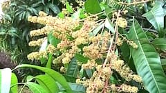 Kokan : आंबा बागायतदारांना संपूर्ण कर्जमाफी देण्यात यावी या मागणीसाठी आज आझाद मैदानावर आंदोलन : ABP Majha