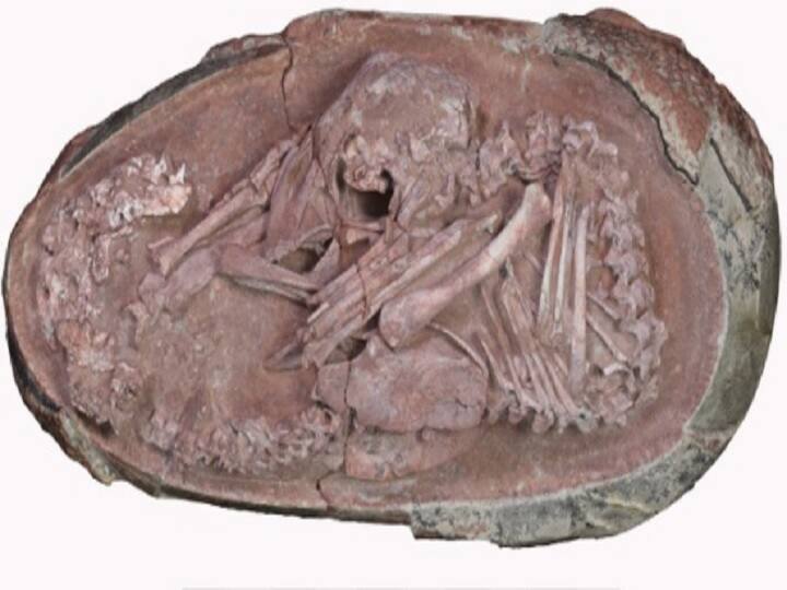 Trending News Dinosaur Embryo Found in China Jiangxi named as Baby Yingliang Trending News: चीन में वैज्ञानिकों को मिला डायनासोर का 'बच्चा', अंडे की उम्र करीब 7 करोड़ साल!
