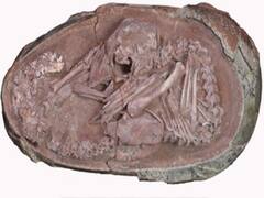 Trending News: चीन में वैज्ञानिकों को मिला डायनासोर का 'बच्चा', अंडे की उम्र करीब 7 करोड़ साल!