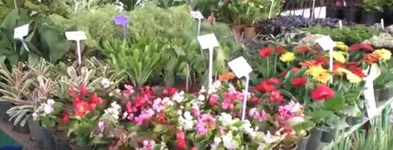 ఆంధ్రప్రదేశ్ ఫల పుష్ప ప్రదర్శన సందర్శకులను మంత్రముగ్ధులను గావిస్తోంది.