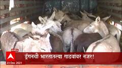 Pandharpur : भारतीय गाढवांवर चीनची नजर, औषधांसाठी गाढवांच्या कातडीची तस्करी