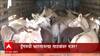 Pandharpur : भारतीय गाढवांवर चीनची नजर, औषधांसाठी गाढवांच्या कातडीची तस्करी