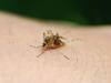 Malaria Vaccine: గుడ్ న్యూస్... మలేరియాను అడ్డుకునే టీకా వచ్చేసింది, ప్రత్యేకంగా పిల్లల కోసం...