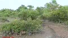 Kultoli: পায়ের ছাপের পর এবার কুলতলিতে বাঘের দেখা, পাতা হল খাঁচা| Bangla News