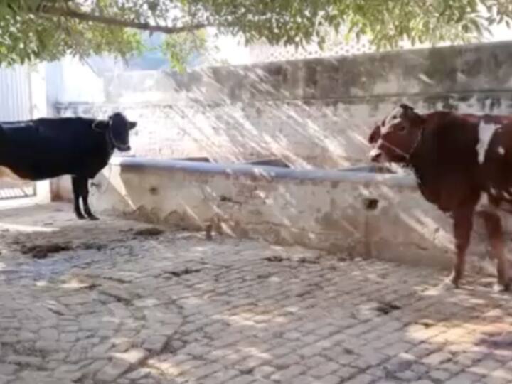 Amroha UP mysterious disease in animals in Khedki Khadar village Gajraula block created panic ANN Amroha News: अचानक पशुओं की मौत होने से पशुपालकों में खलबली, डॉक्टर भी नहीं लगा पा रहे बीमारी का पता