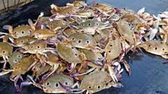 Digha: দিঘায় কাঁকড়া খাওয়ার পরই পর্যটকের মৃত্যু । Bangla News