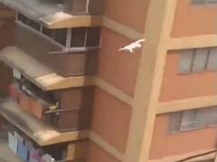 Watch: रेस्क्यू ऑपरेशन के दौरान बिलडिंग की 10वीं मंजिल से गिरी बिल्ली, जानें क्या हुआ फिर