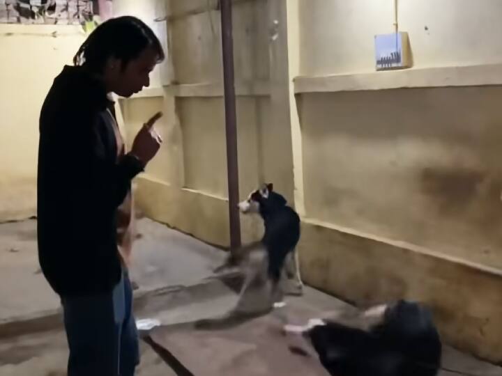 घोड़ों से पहले तेज प्रताप याजव ने तीन कुत्तों से भी मिलवाया. तेज प्रताप ने कुत्तों के बारे में बताया कि सभी साइबेरिया के डॉग हैं और ठंडे प्रदेश में रहते हैं.