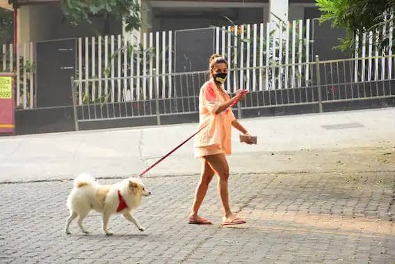 मलायकाने तिच्या डोक्यावर बन स्टाइलने केस बांधले होते. मलायकाच्या एका हातात पाकीट आणि दुसऱ्या हातात कुत्र्याचा पट्टा होता.