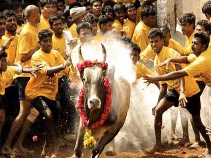 Jallikattu: Two Gored To Death By Bulls In Tamil Nadu Madurai Pudukottai Jallikattu: Two Gored To Death By Bulls In Tamil Nadu