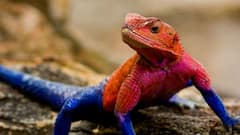 Spider Man Lizard : स्पायडर मॅन सरडा पाहिलात का? वॉन्झा रॉक अगामा जातीचा सरडा व्हायरल