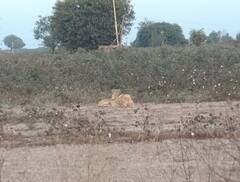 Rajkot : ગોંડલમાં સિંહ પરિવારના ધામા, લોકોએ મોબાઇલમાં ફોટા કર્યા ક્લીક