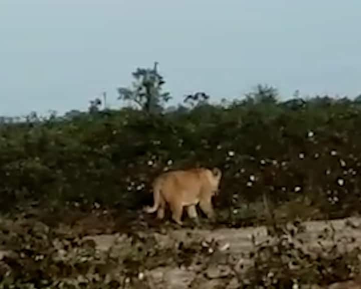 The lion family was once again seen in the rural area of Rajkot district. Rajkot: ગોંડલના સુલતાનપુર ગામે સિંહ પરિવાર આવતા ફોટો પાડવા લોકોમાં પડાપડી, જુઓ વીડિયો