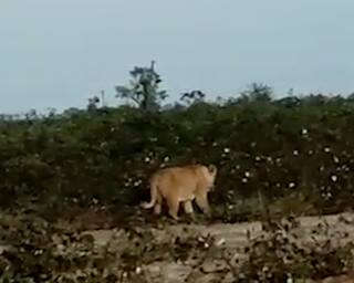 Rajkot: ગોંડલના સુલતાનપુર ગામે સિંહ પરિવાર આવતા ફોટો પાડવા લોકોમાં પડાપડી, જુઓ વીડિયો