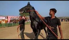 ਜਾਣੋ ਆਖਰ ਕਿਉਂ ਚਰਚਾ 'ਚ ਆਇਆ 5 ਕਰੋੜ ਦਾ ਇਹ ਘੋੜਾ, ਹਰ ਰੋਜ਼ ਪੀਂਦਾ ਹੈ 1 ਕਿਲੋ ਘਿਓ ਅਤੇ 10 ਲੀਟਰ ਦੁੱਧ! ਵੇਖਣ ਵਾਲੇ ਵੀ ਹੋਏ ਹੈਰਾਨ