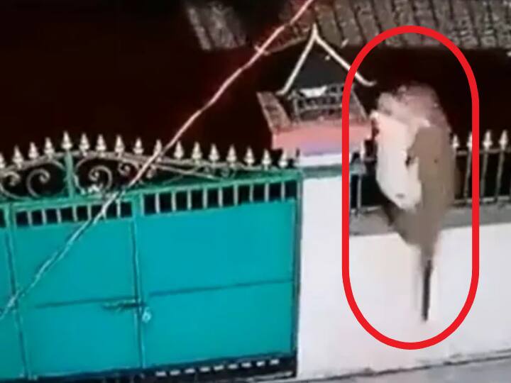 Leopard jumps over gate and attacked pet dog, Video goes viral Tiger Attacks Dog: దాక్కో దాక్కో కుక్క.. పులొచ్చి కొరుకుద్ది పీక.. ఇక్కడ అదే జరిగింది, ఇదిగో వీడియో!