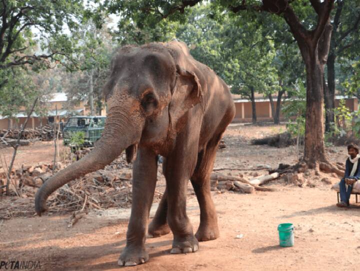 GREAT NEWS! ‘India’s Skinniest Elephant’, Lakshmi, to Be Rehabilitated, Following PETA India Campaign Elephant Lakshmi | பரிதாபம் கொள்ளவைத்த இந்தியாவின் ஒல்லி யானையின் கதை... தத்தெடுத்தது பீட்டா..!