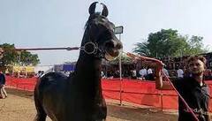 ਜਾਣੋ ਆਖਰ ਕਿਉਂ ਚਰਚਾ 'ਚ ਆਇਆ 5 ਕਰੋੜ ਦਾ ਇਹ ਘੋੜਾ, ਹਰ ਰੋਜ਼ ਪੀਂਦਾ ਹੈ 1 ਕਿਲੋ ਘਿਓ ਅਤੇ 10 ਲੀਟਰ ਦੁੱਧ! ਵੇਖਣ ਵਾਲੇ ਵੀ ਹੋਏ ਹੈਰਾਨ